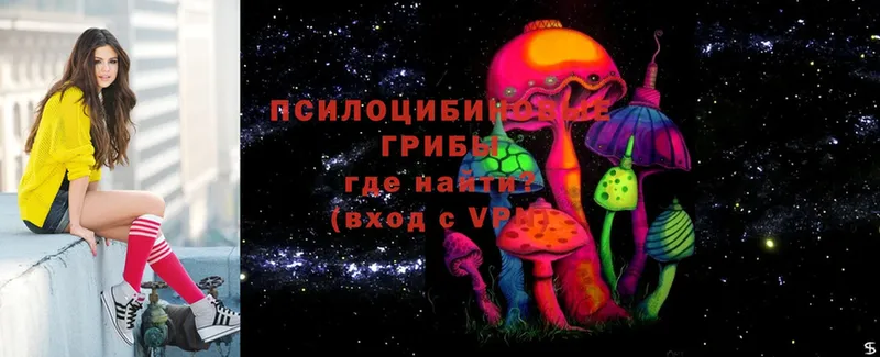 закладка  Миллерово  Псилоцибиновые грибы Psilocybine cubensis 